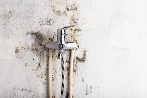 Biltmore, TN Mold Removal Company
