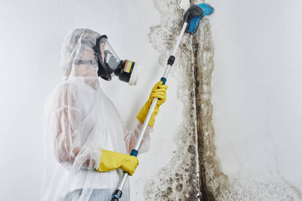 Office Mold Removal Services in Biltmore, TN