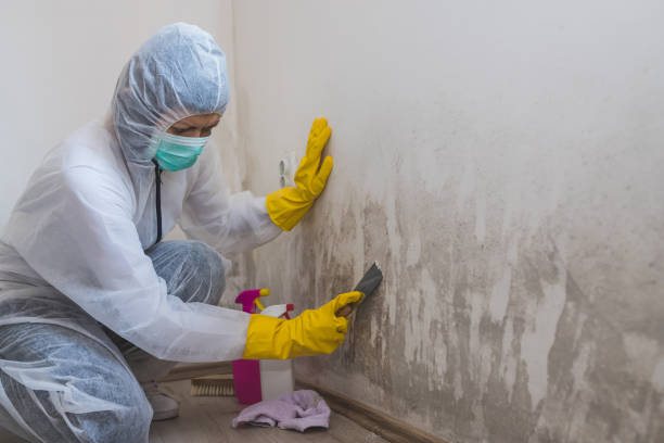 Home Mold Removal in Biltmore, TN
