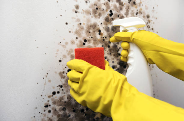 Best Mold Testing  in Biltmore, TN