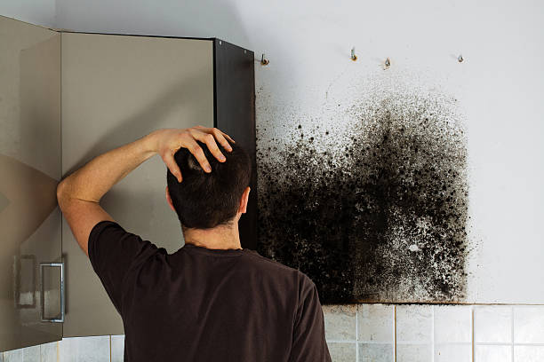 Best Commercial Mold Removal  in Biltmore, TN